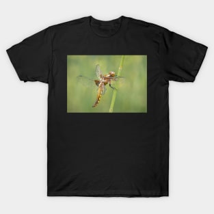 Broad-bodied Chaser female side view T-Shirt